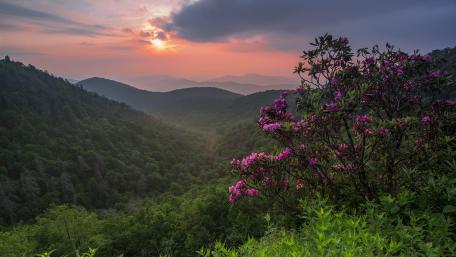 Serene Mountain Sunrise with Vibrant Flowers wallpaper