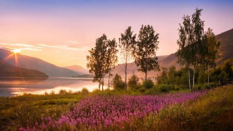 Serene Sunrise Over a Blooming Lake Landscape wallpaper