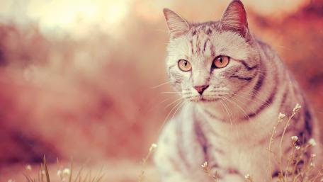 Serene Silver Tabby Among Blossoms wallpaper
