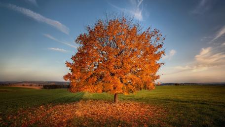 Autumn's Solitary Majesty in a Field wallpaper