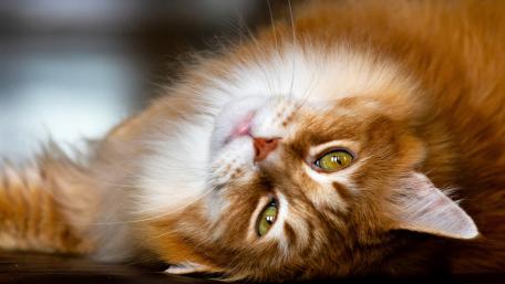 Fluffy Ginger Cat Relaxing on a Surface wallpaper