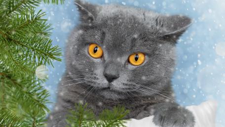 Charming Gray Cat Surrounded by Holiday Cheer wallpaper