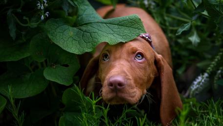 Curious Pointer Puppy in Nature wallpaper
