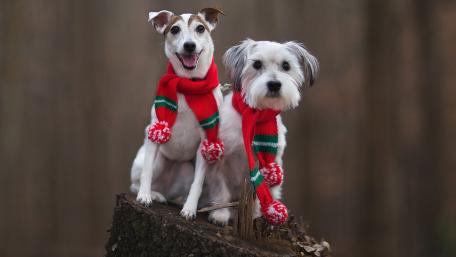 Festive Friends in Scarves wallpaper