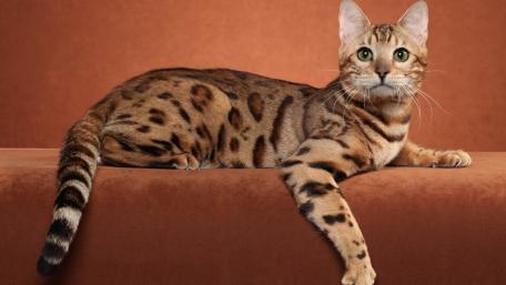 Bengal Cat Relaxing on Plush Background wallpaper