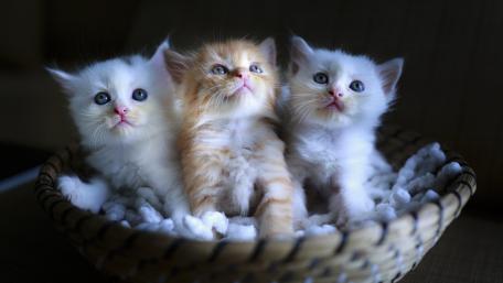 Adorable Kittens in a Cozy Basket wallpaper
