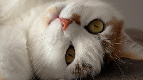 Charming Cat Close-Up Wallpaper wallpaper
