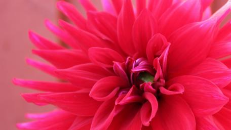 Vibrant Pink Dahlia Blossom wallpaper