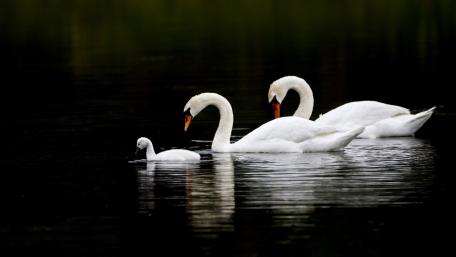 Graceful Swans Swimming Together in Tranquil Waters wallpaper
