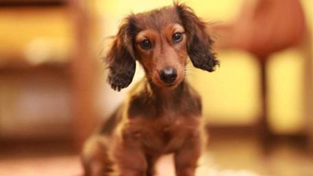 Adorable Dachshund Puppy Looking Playful wallpaper
