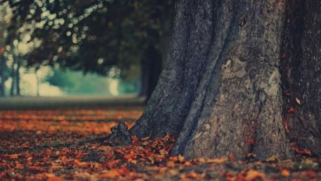 Autumn Serenity in Nature's Embrace wallpaper