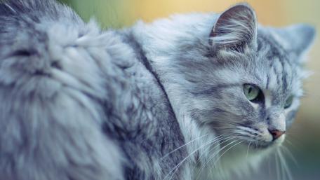Majestic Feline in Nature's Embrace wallpaper