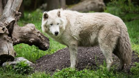 Majestic Arctic Wolf in Natural Habitat wallpaper