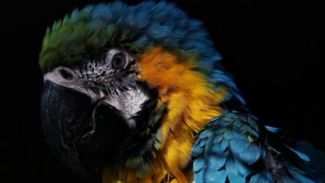 Vibrant Parrot in Shadowy Splendor wallpaper