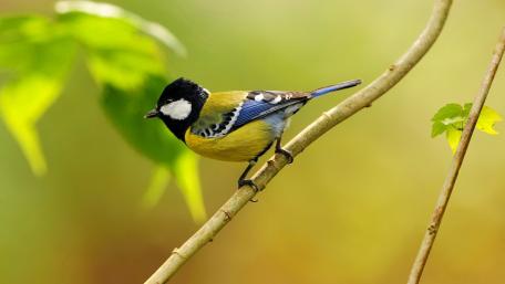 Colorful Bird Perched in Nature's Embrace wallpaper