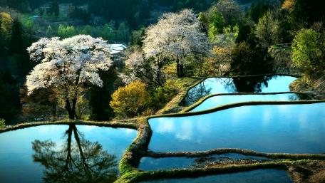 Serenity of Terraced Ponds in Nature wallpaper