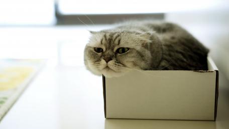 Boxed Cat Relaxing in Sunlight wallpaper