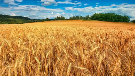Golden Fields Under a Bright Sky wallpaper