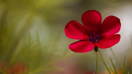 Vibrant Red Flower Against a Soft Green Background wallpaper