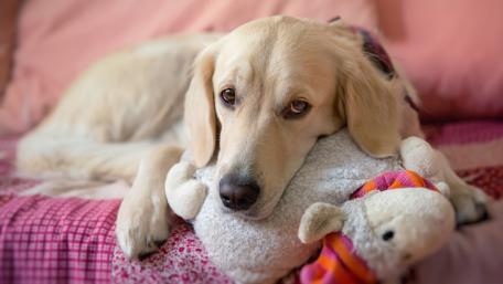 Cozy Golden Retriever with Toy Buddy wallpaper