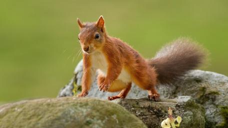 Playful Squirrel in Nature's Embrace wallpaper