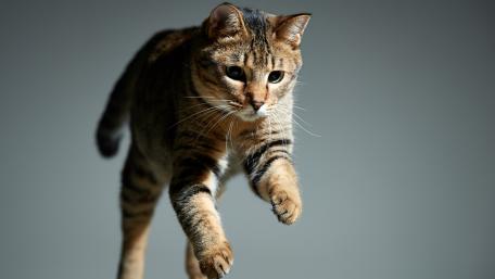 Leaping Feline in Action wallpaper