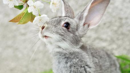 Adorable Spring Bunny Wallpaper wallpaper