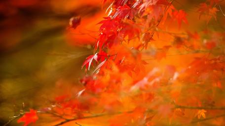 Vibrant Autumn Leaves Dance in Warm Light wallpaper