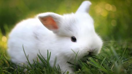 Fluffy White Bunny in Green Grass wallpaper