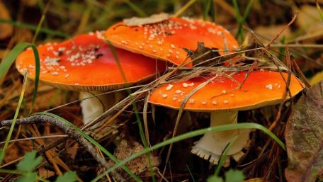 Vibrant Orange Mushrooms Amidst Forest Undergrowth wallpaper