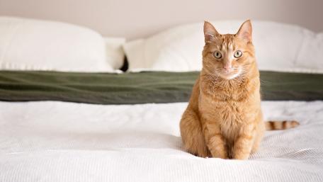 Charming Orange Cat on Cozy Bed wallpaper