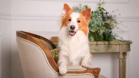 Charming Dog Posing in a Cozy Setting wallpaper