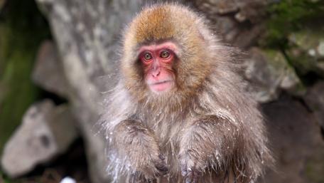 Playful Snow Monkey with Expressive Features wallpaper