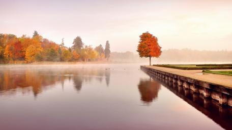 Autumn Serenity Embraced by a Lone Tree wallpaper