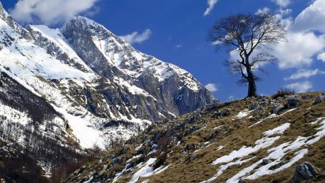 Majestic Mountains and Solitary Tree Scene wallpaper