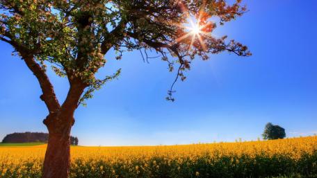 Vibrant Spring Meadow and Radiant Sunlight wallpaper