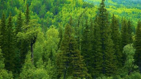 Lush Green Forest Landscape wallpaper