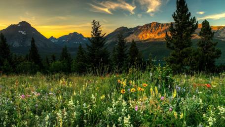 Vibrant Wildflowers Under a Golden Sunset Glow wallpaper