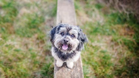 Adorable Dog on a Wooden Plank wallpaper