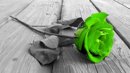 Vibrant Green Rose on Monochrome Background wallpaper