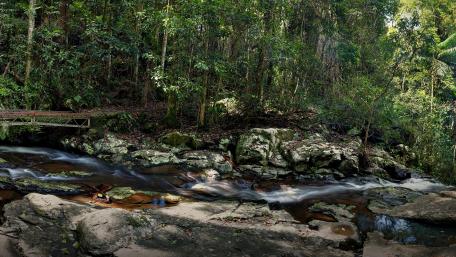 Serene Forest Stream with Lush Greenery wallpaper