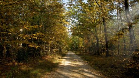Golden Autumn Pathway Through a Peaceful Forest wallpaper