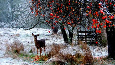 Winter Beauty of a Curious Deer Among Apple Trees wallpaper
