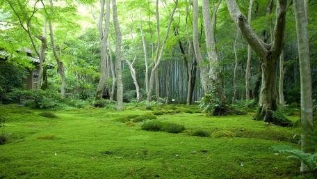 Serene Green Forest Oasis wallpaper