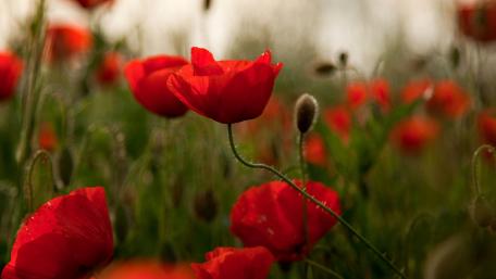 Vibrant Poppy Field in Bloom wallpaper