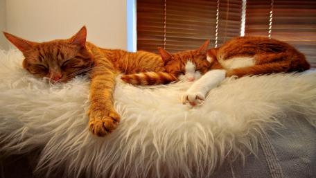 Cozy Orange Cats Relaxing Together wallpaper