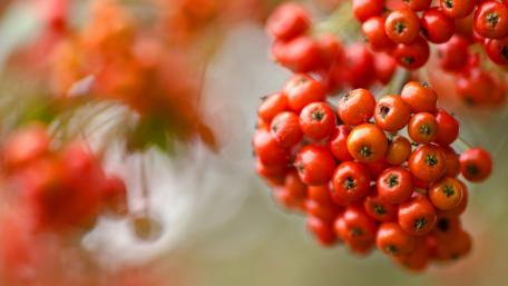 Vibrant Red Berries on a Branch wallpaper