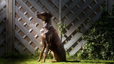 Noble Doberman Amidst a Serene Landscape wallpaper