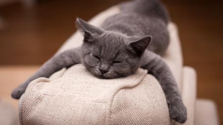Cozy Gray Cat Resting on Sofa wallpaper