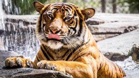 Majestic Tiger Relaxing in Water wallpaper
